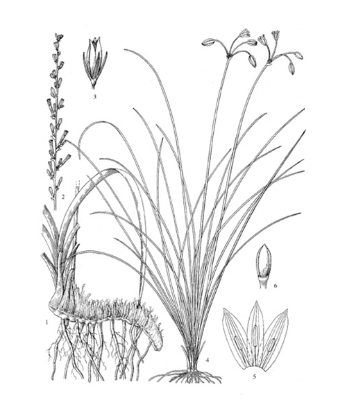 Natural compounds from  Anemarrhena asphodeloides